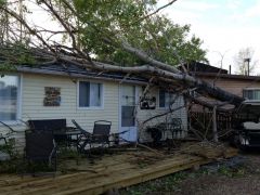 Tree lands on the cabin