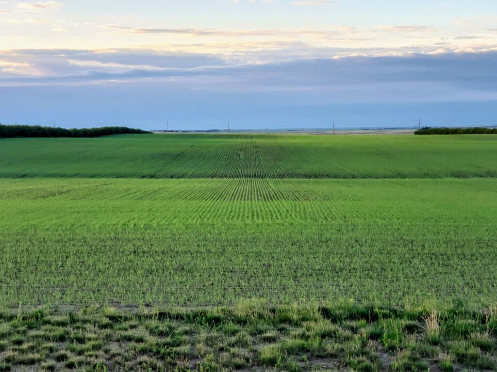 Crops 2020